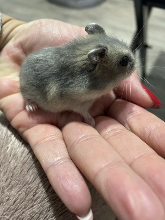 Продам четыре серых джунгарика