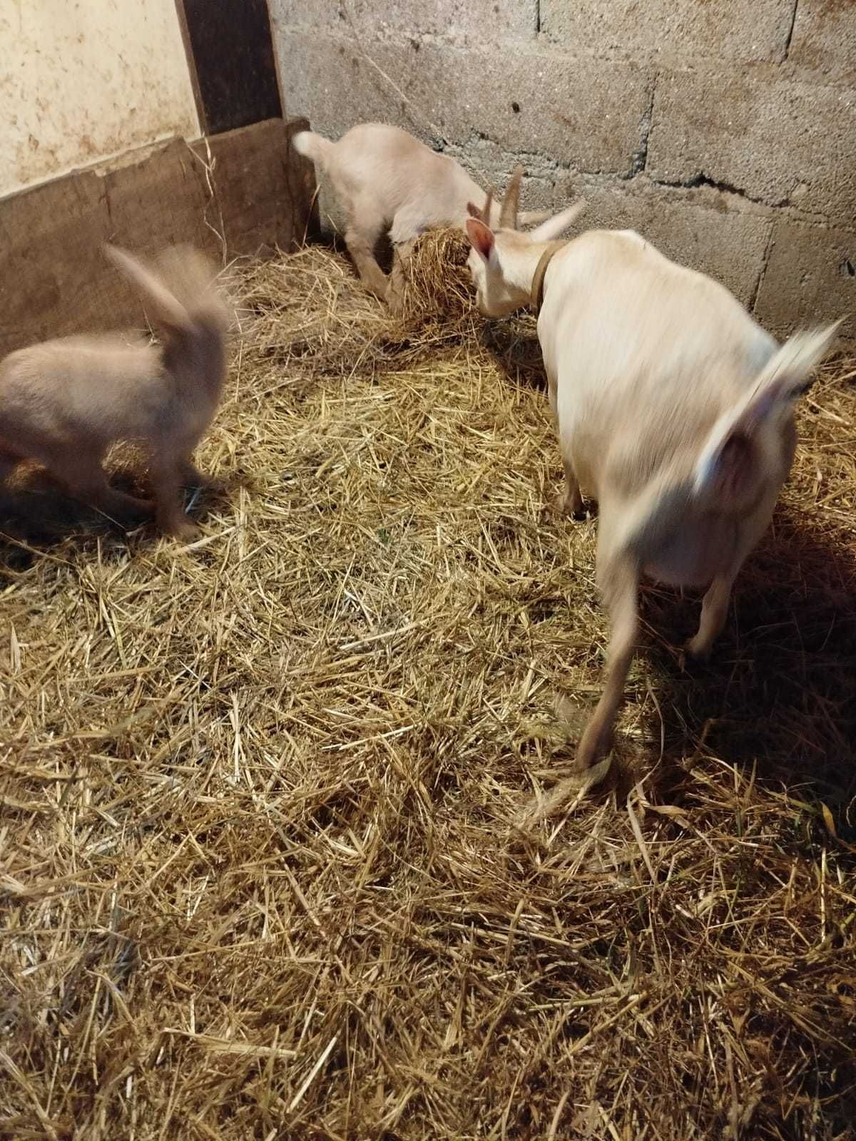 Cabrinhas anas. Um macho e uma fêmea.