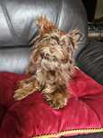 York terrier chokolade suczka