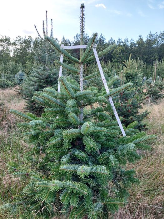 Jodła kaukaska do samodzielnego wykopania