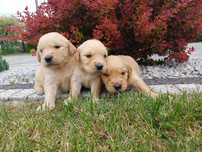 Golden Retriever  piesek chłopiec złoty