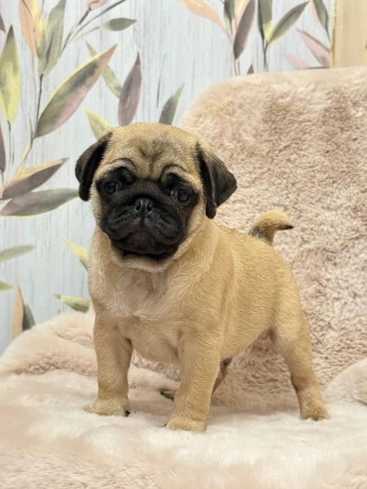 Бомбезні мопсики