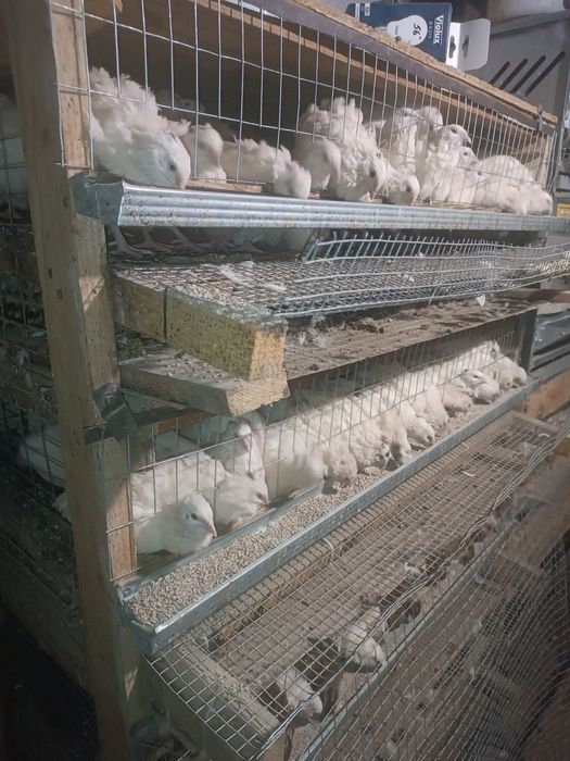 Інкубаційний яйце перепілок техас важкої лінії