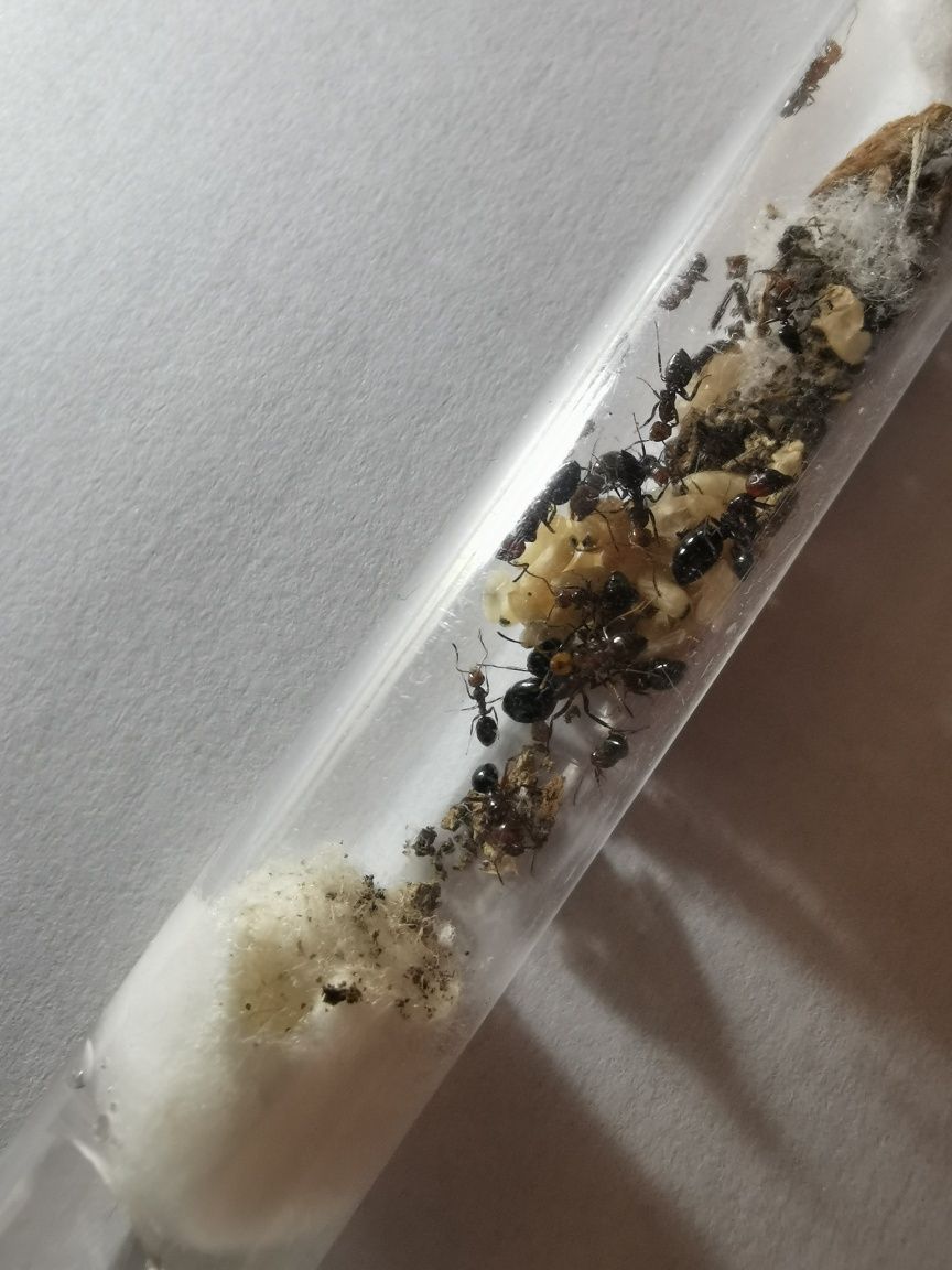 Camponotus lateralis 1Q +20-30w i potomstwo!!!