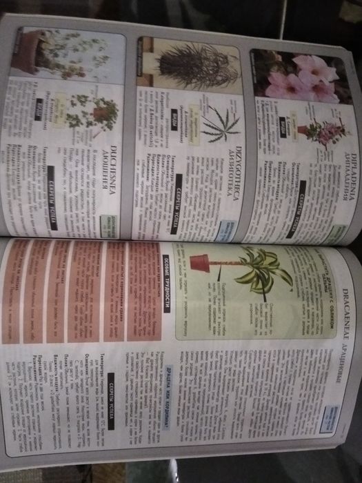 Всё о комнатных растениях