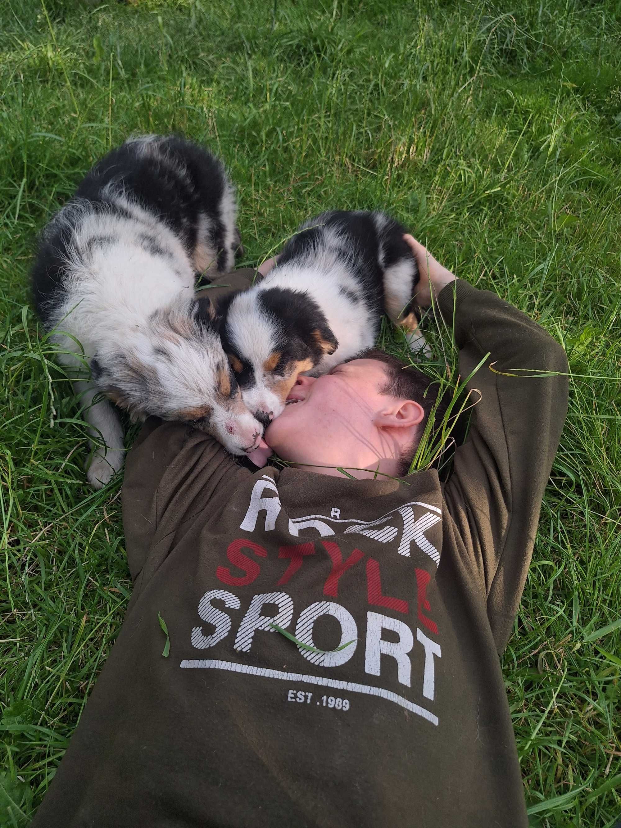 Border collie blue merle Roger z Zielonego Wyraju Piesek