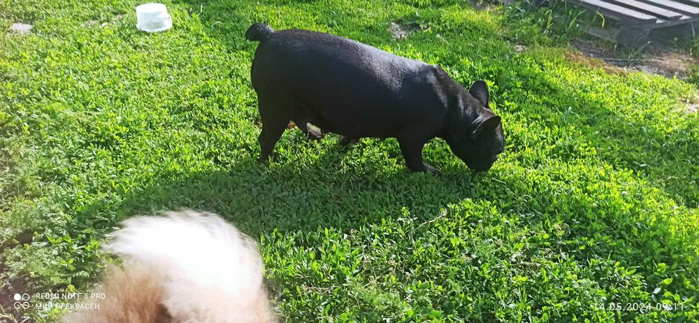 Француженки 2.5-3.5роки