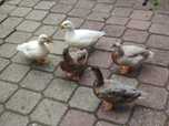 Kaczki Call Duck
