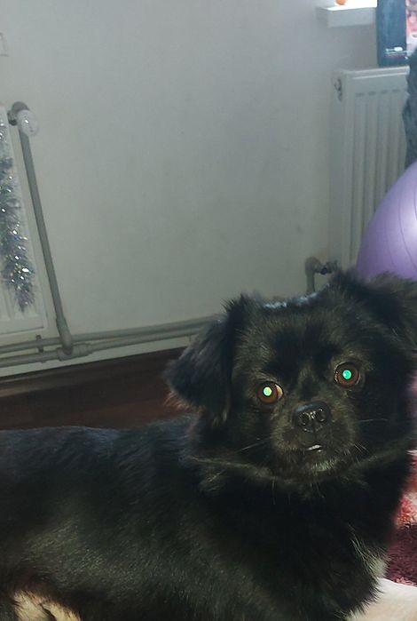 Вязка Чихуахуа, стандарт, довгошерстний