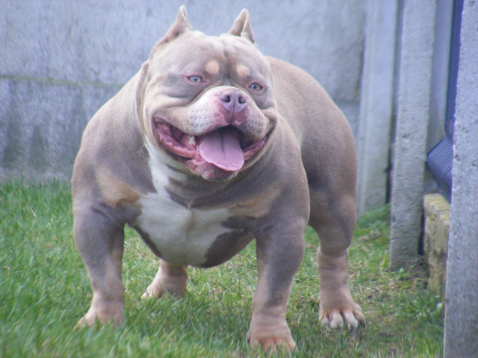 American bully suczka