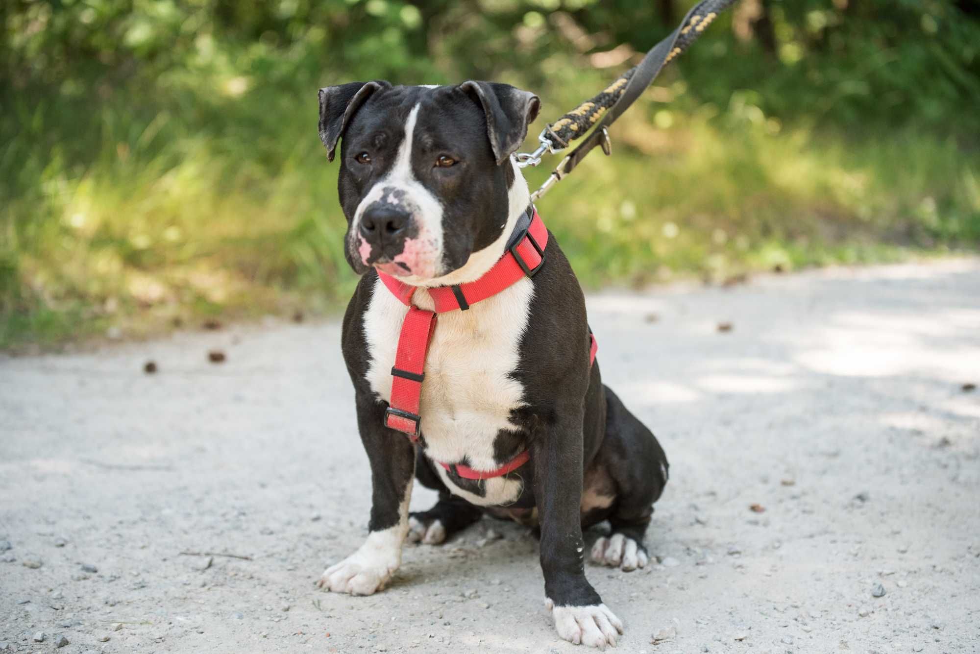 SZORK piękny psiak w typie amstaff dla doświadczonego człowieka