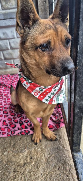 Mały piesek okolo 3 lata