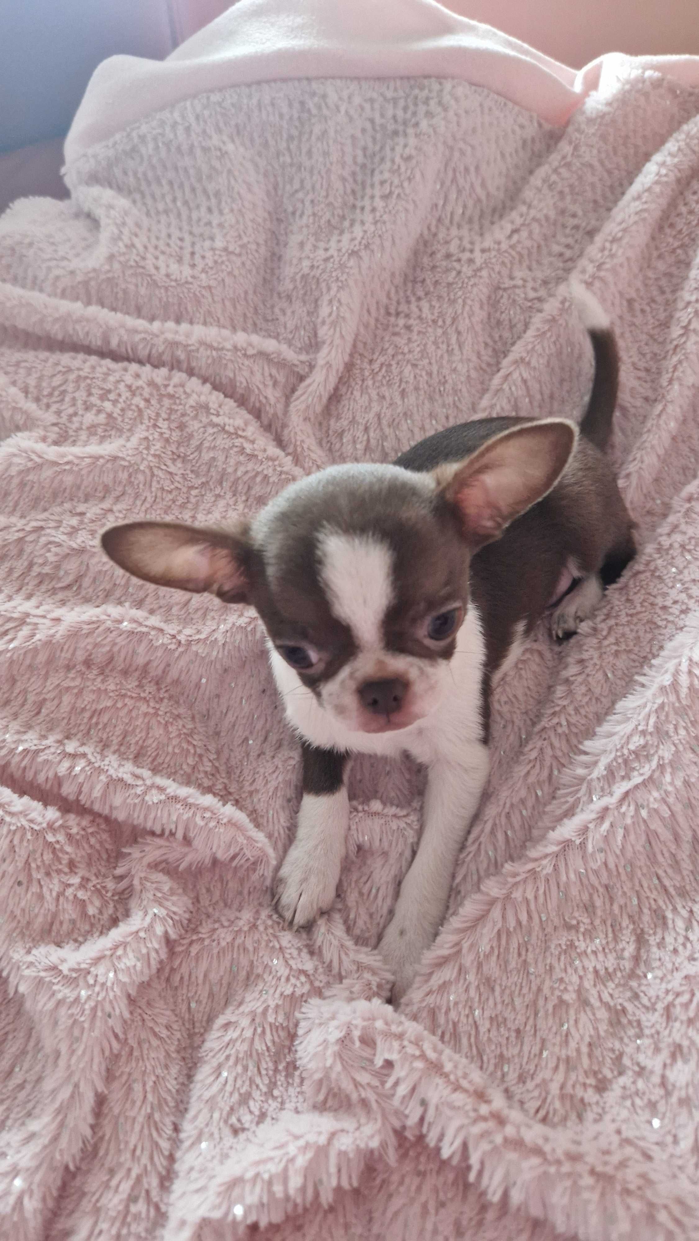Chihuahua piesek czekoladowo biały