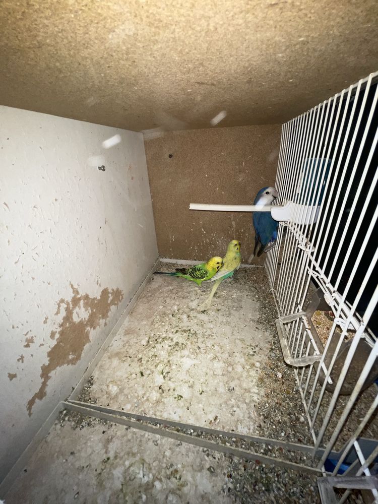 Piriquitos, canarios, agapornis