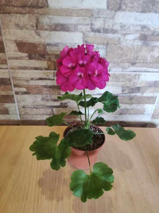 Продам ампельні і кущові пеларгонії