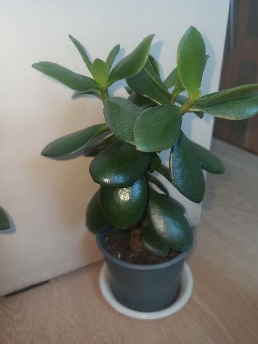 Продам грошове дерево різних розмірів,25-250