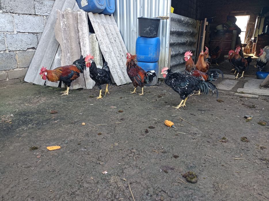 Koguty Rasy Włoszka