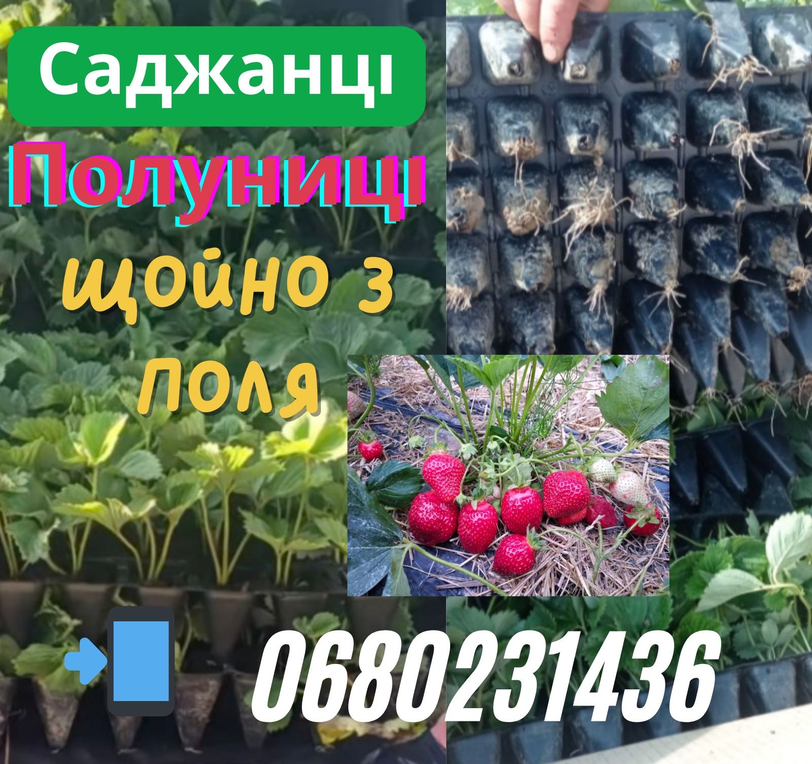 Саджанці Полуниці