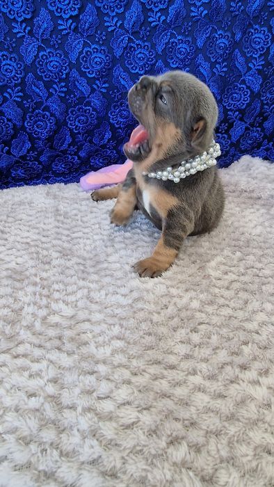 Французский бульдог на в'язку