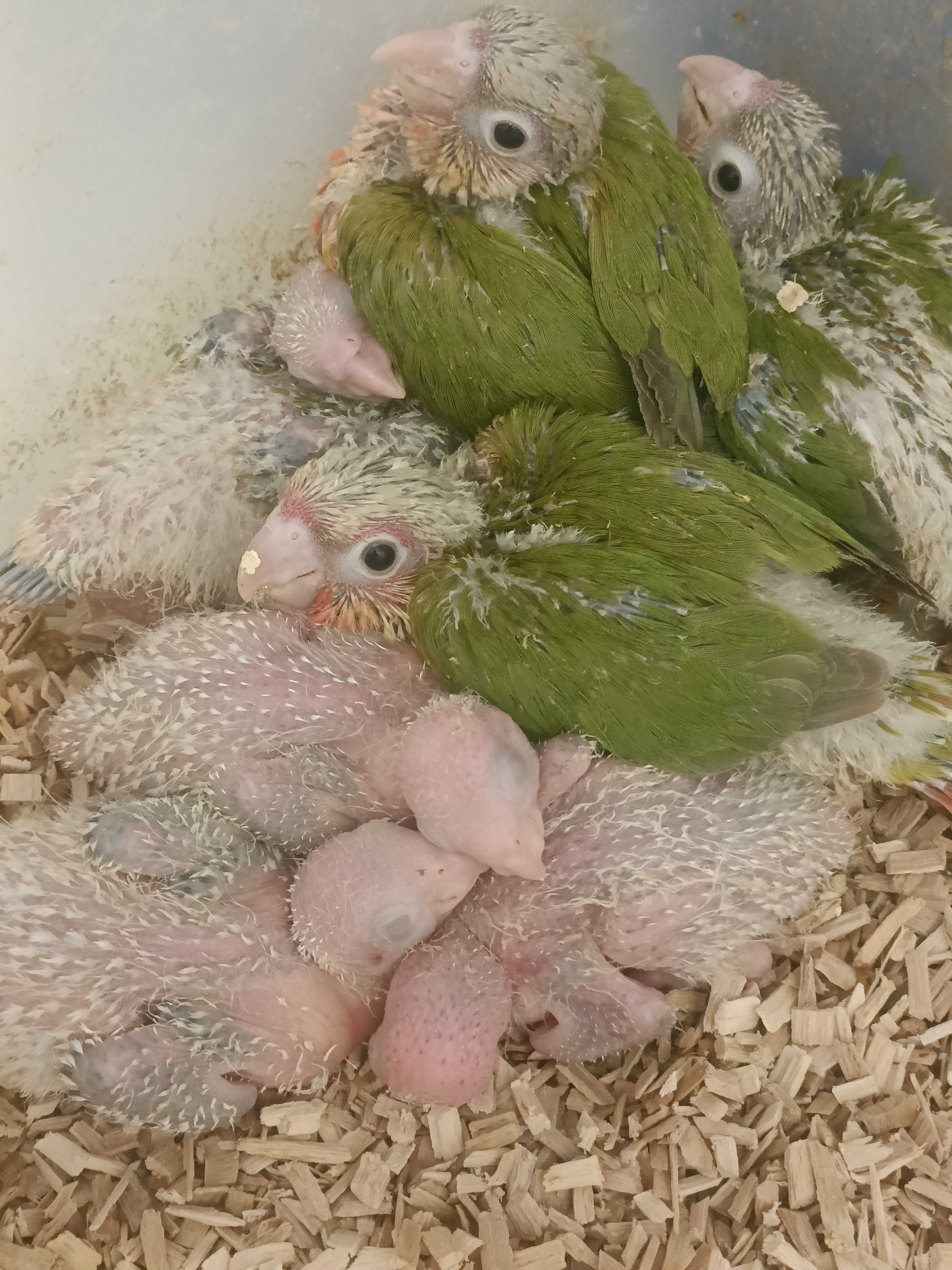 Pyrruras pineeaples e caturras para acabar de criar a mão.