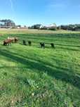 Ovelha parida com borrega