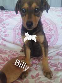 Billy para adoção muito responsável