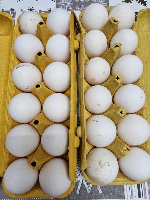 Vendo  ovos galados de galinhas legorn, a rainha das poedeiras.