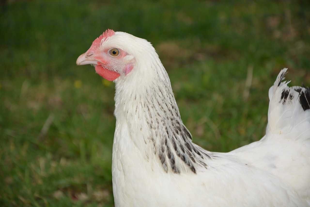 KURY kurki nioski ROSA DOMINANT LEGHORN młode zdrowe Transport