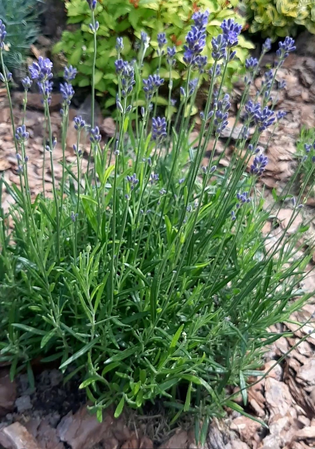 Лаванда англійська вузьколиста "Дварф Блю" (Dwarf Blue)