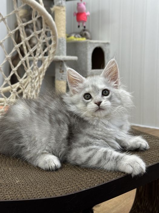 Мальчик голубой на высоком серебре эксклюзив котенок мейн кун