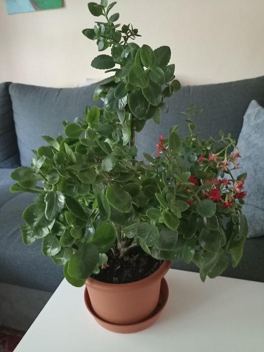 Dorodny KWIAT Kalanchoe Kwitnący w pięknej doniczce , wys.50 cm_