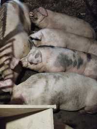 Продам свині м'ясної породи