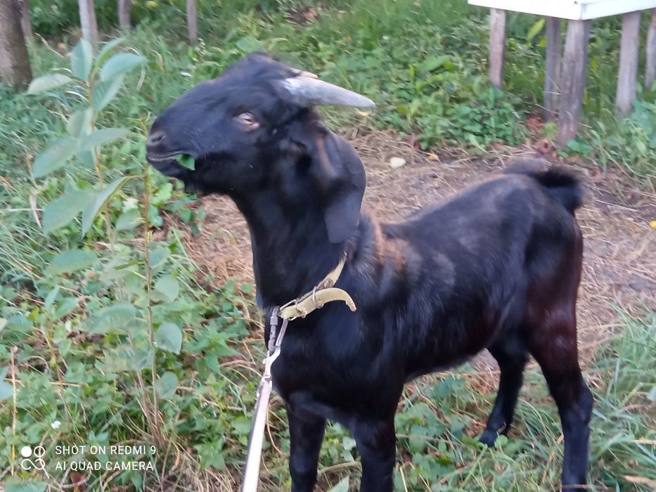 Нубійський козлик