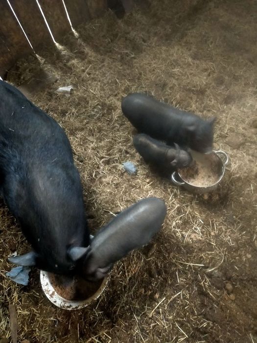 Продам вьетнамских поросят 1-месяц