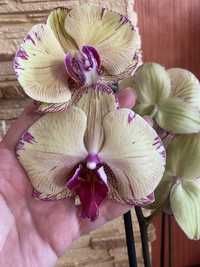 Орхідея розписна крупноквіткова
