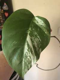 Monstera Variegata