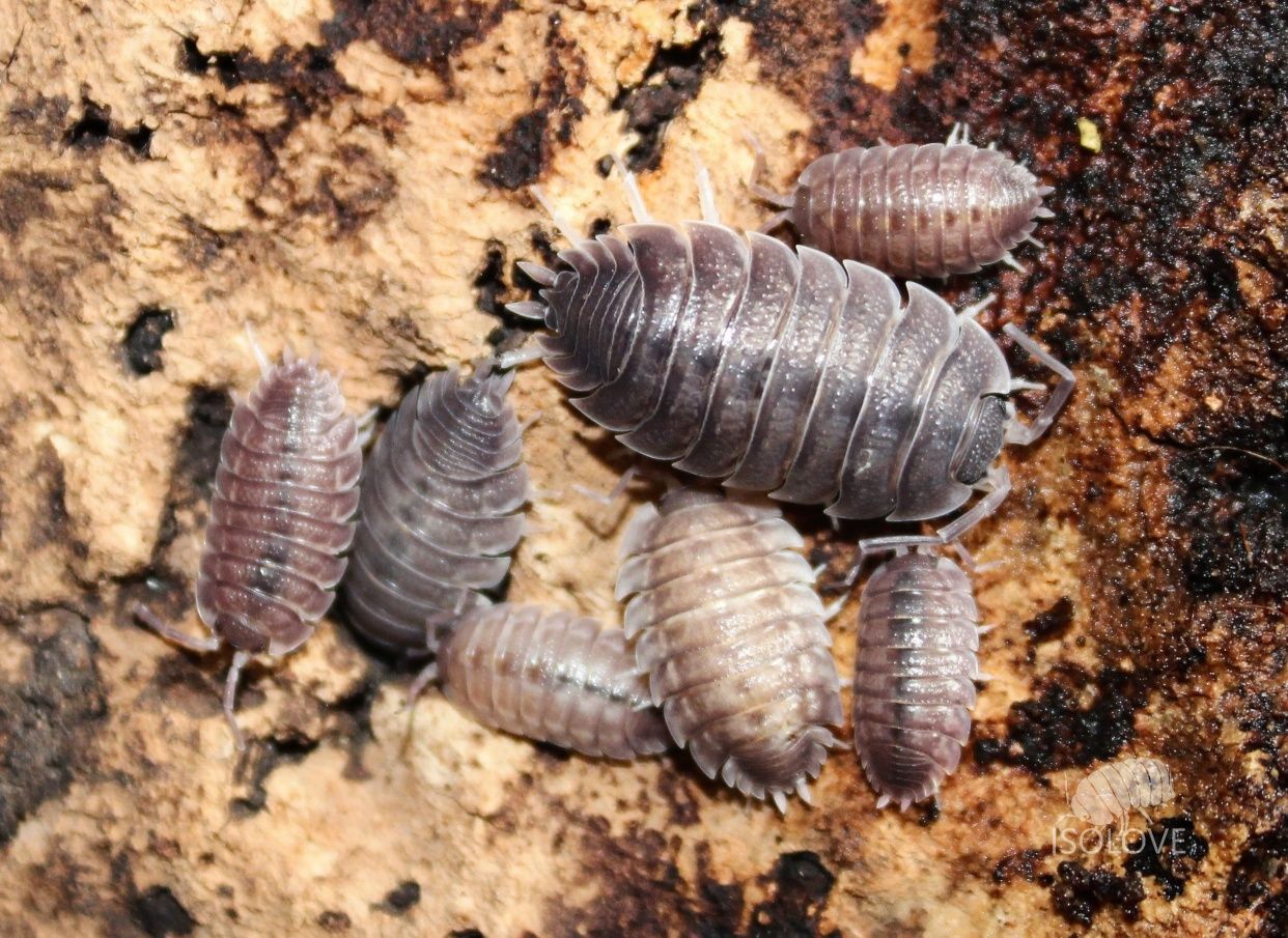 Porcellio obsoletus, duże równonogi lądowe (isopoda).