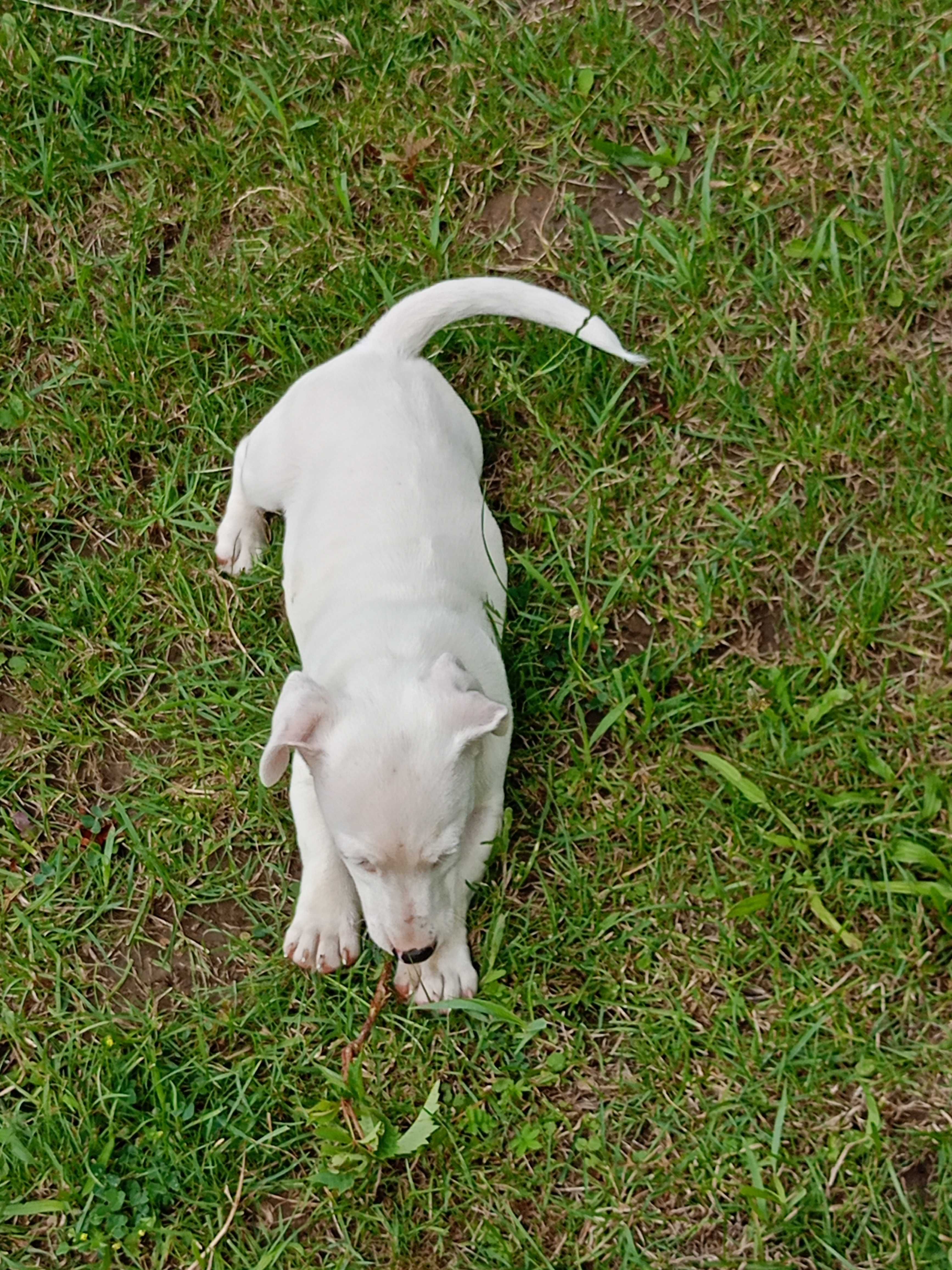 Jack Russell Terrier pieski