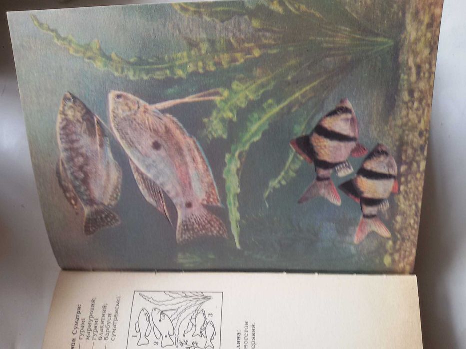 Акваріуні  .риби.