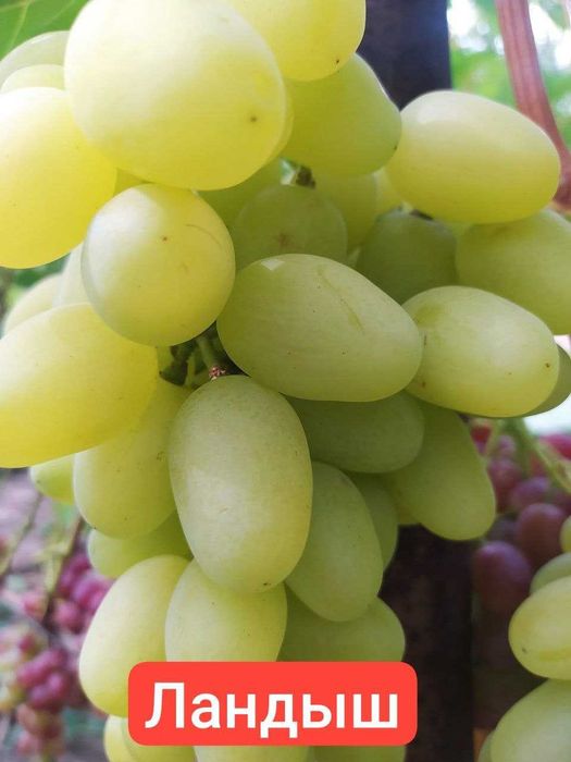 Саженцы винограда