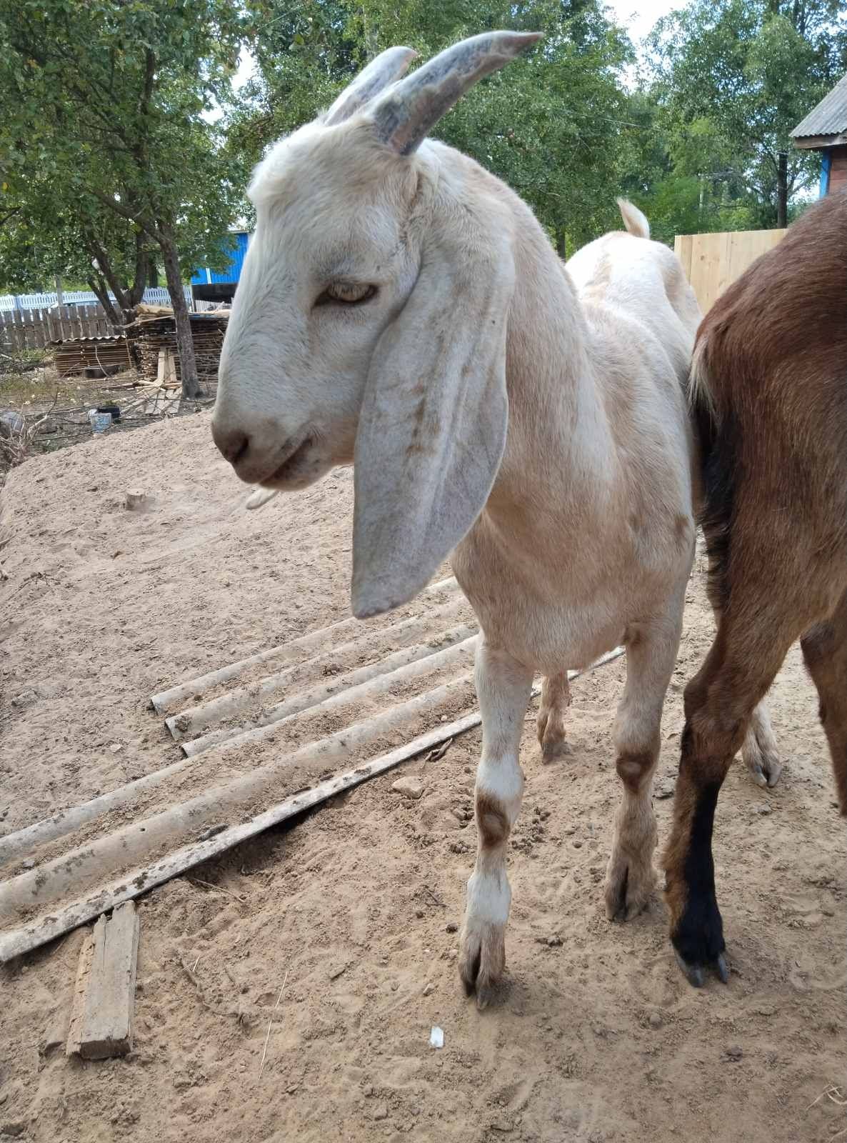 Продам кози Англо-нубійські