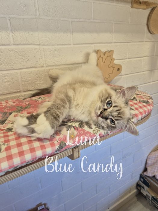Kotka Ragdoll Luna Blue Candy Pl Warszawa Gotowa do odbioru FPL