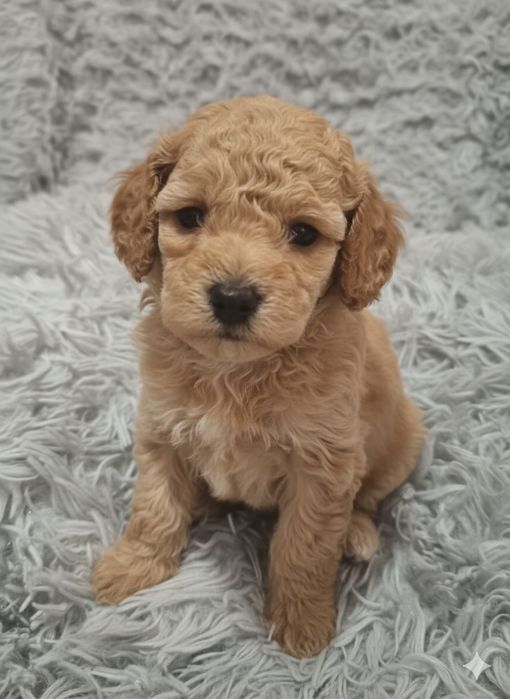 Pudel toy ojciec FCI