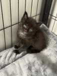 Maine Coon kocur czarny odbior koncem wakacji