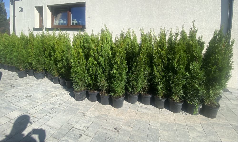 Tuje szmaragd , Tuja szmaragd, Thuja Szmaragd 100-120cm , 150-200cm