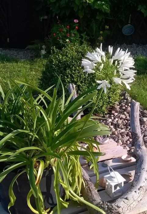 Lilia afrykańska, apagant afrykański - nasiona