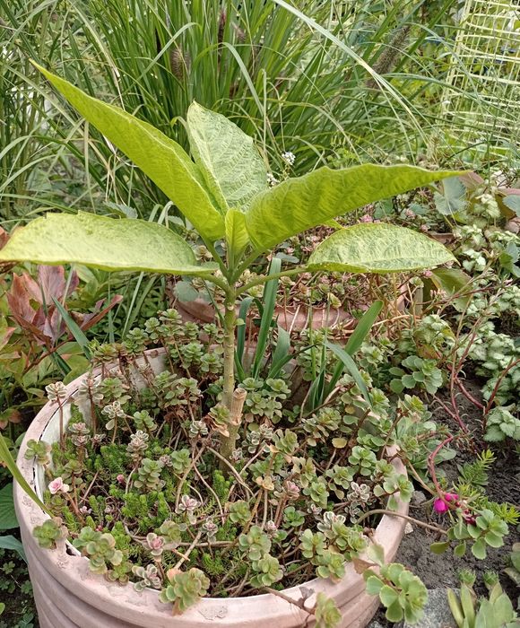 Продам бругмансiя - рожева