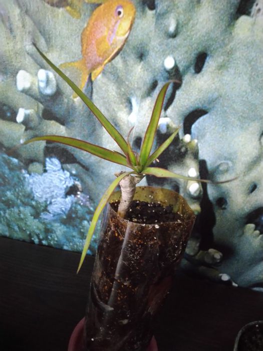 Продам Драцену двух видов