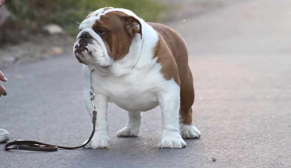 Buldog Angielski  ZKwP  FCI