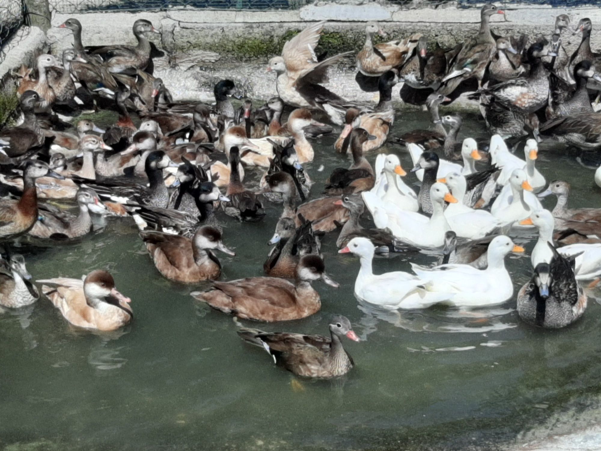 Patos ornamentais